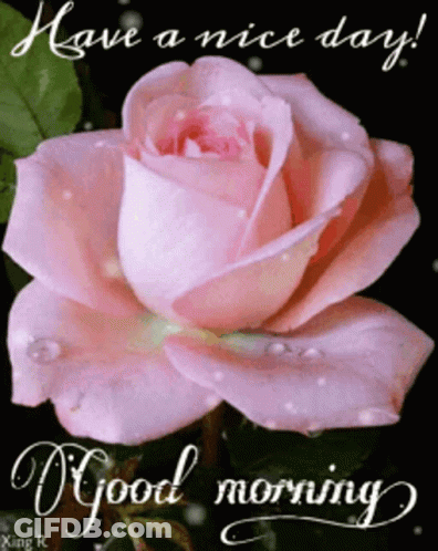 A Pink Rose With Water Drops On It And The Words Have A Nice Day GIF