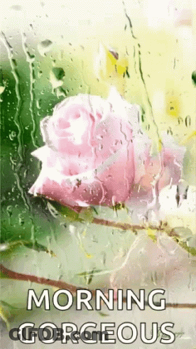 A Pink Rose With Water Drops On It And The Words Morning Gorgeous GIF