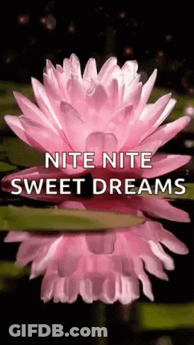 A Pink Water Lily With The Words `` Nite Nite Sweet Dreams '' Written On It GIF
