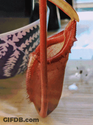A Pitcher Plant Sitting On A Table With A Bowl In The Background GIF