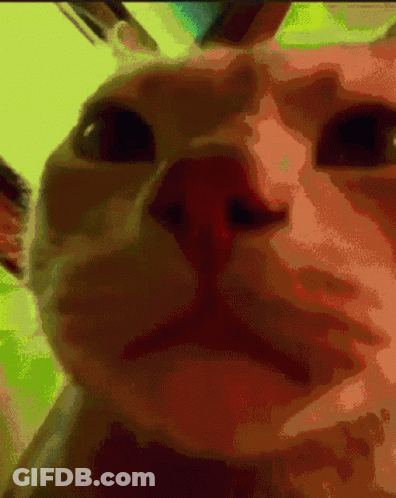 A Pixelated Close Up Of A Cat 'S Face GIF