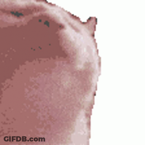 A Pixelated Image Of A Pig 'S Face With A White Background GIF