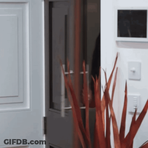 A Plant Is In Front Of A White Door GIF
