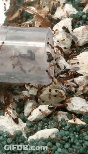 A Plastic Container Filled With Ants Is Sitting On A Pile Of Green Rocks GIF