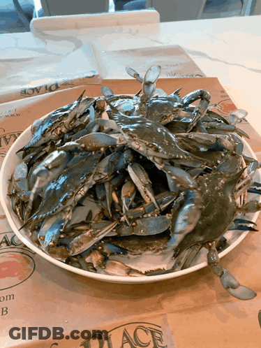 A Plate Of Blue Crabs Sits On A Placemat That Says Place GIF