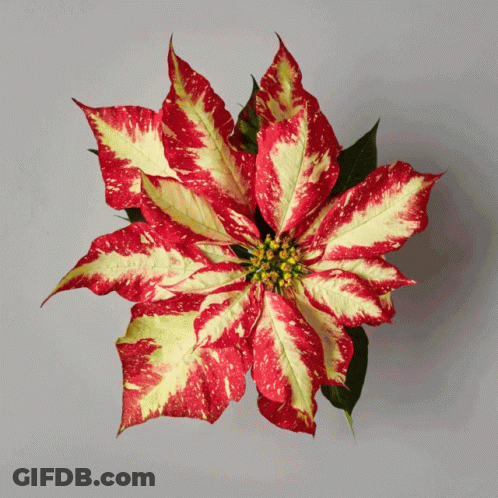 A Poinsettia Flower With Red And Yellow Leaves And A Yellow Center GIF