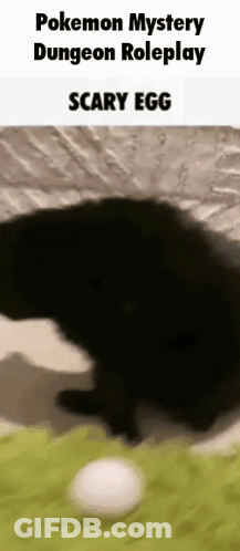 A Pokemon Mystery Dungeon Roleplay Scary Egg Is Being Played By A Black Cat . GIF