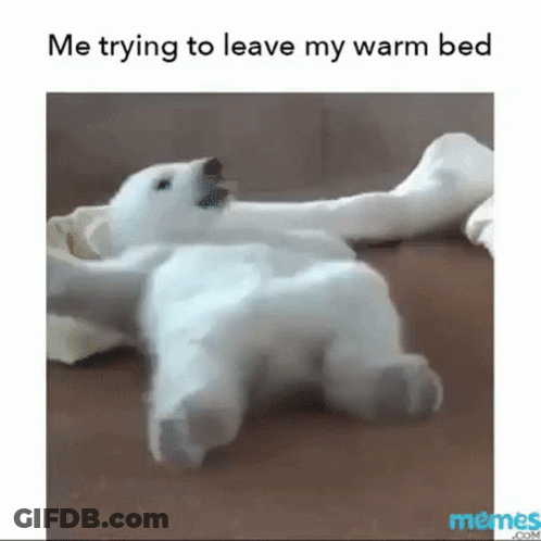 A Polar Bear Cub Is Laying On Its Back On A Wooden Floor . GIF