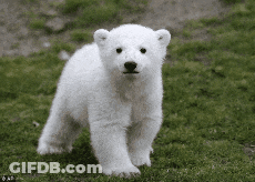 A Polar Bear Cub Is Walking In The Grass And Looking At The Camera GIF