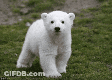 A Polar Bear Cub Is Walking In The Grass And Looking At The Camera GIF