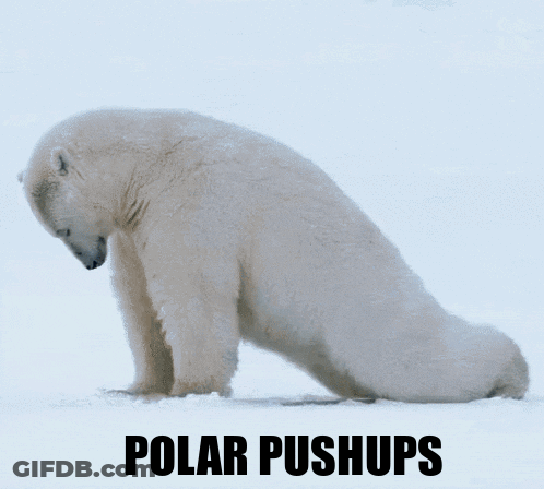 A Polar Bear Is Doing Push Ups On The Snow GIF
