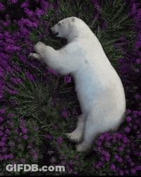 A Polar Bear Is Laying In A Field Of Purple Flowers . GIF