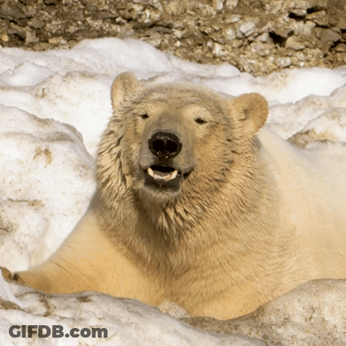 A Polar Bear Is Laying In The Snow And Looking At The Camera GIF