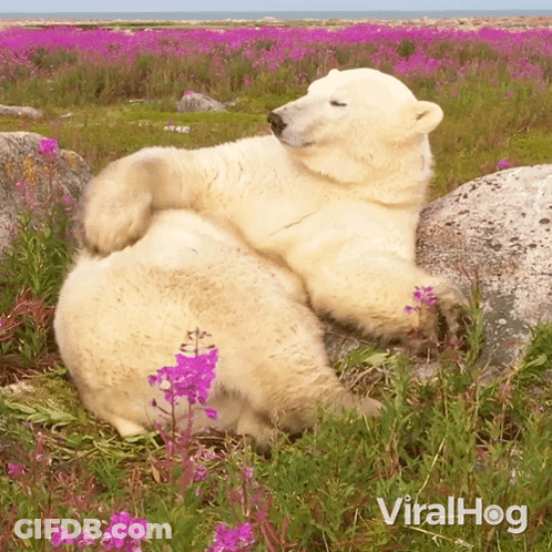 A Polar Bear Is Laying On A Rock In A Field Of Purple Flowers With The Words Viralhog Below It GIF