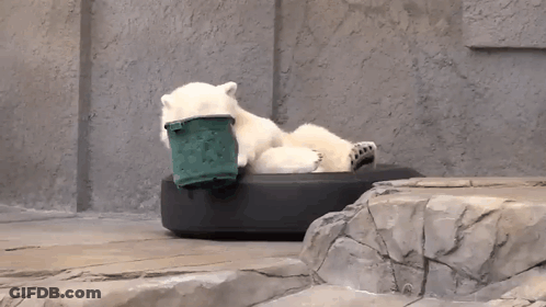 A Polar Bear Is Laying On A Tire With A Green Bucket In Its Mouth GIF