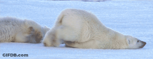A Polar Bear Is Laying On Its Back In The Snow Looking Down GIF