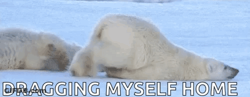 A Polar Bear Is Laying On Its Back In The Snow With The Words Dragging Myself Home Below It . GIF