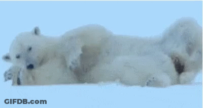 A Polar Bear Is Laying On Its Back In The Snow With Two Cubs . GIF