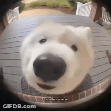 A Polar Bear Is Looking At The Camera Through A Doorbell Camera . GIF