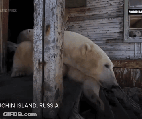 A Polar Bear Is Standing In Front Of A Building That Says ' John Island Russia ' On The Bottom GIF