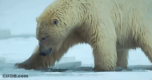 A Polar Bear Is Standing In The Snow And Looking At Something GIF