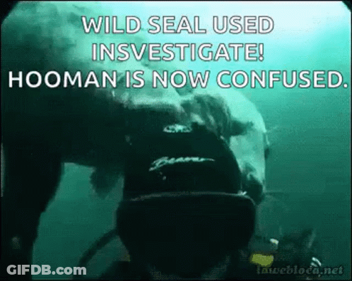 A Polar Bear Is Swimming In The Ocean With A Scuba Diver . GIF