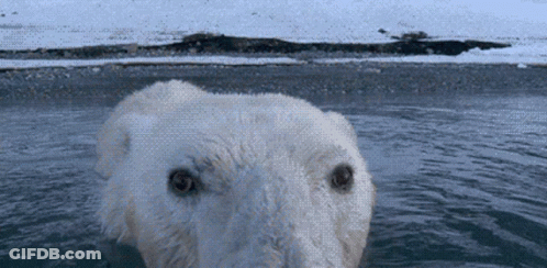 A Polar Bear Is Swimming In The Water Looking At The Camera GIF