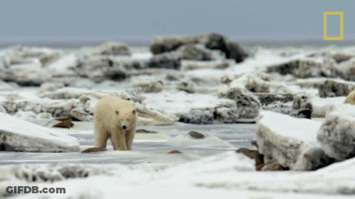 A Polar Bear Is Walking Across A Snowy Field GIF
