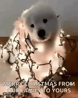 A Polar Bear Is Wrapped In Christmas Lights . GIF