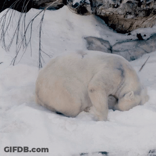 A Polar Bear Laying In The Snow With Its Head In The Dirt GIF