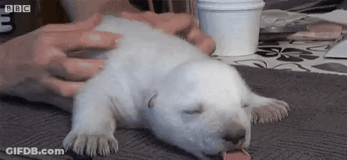 A Polar Bear Puppy Is Sleeping On A Table With A Cup Of Coffee . GIF