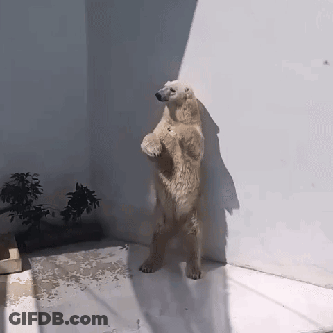 A Polar Bear Standing On Its Hind Legs Against A Wall GIF