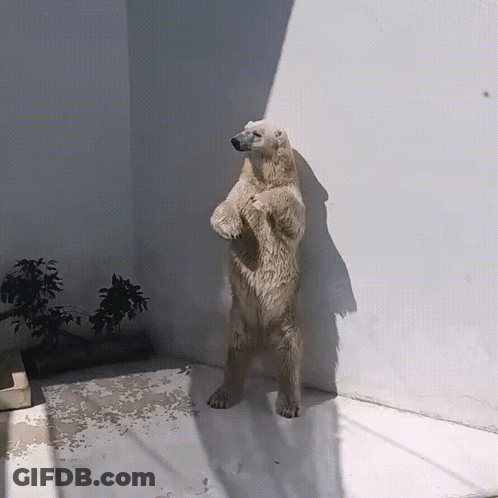 A Polar Bear Standing On Its Hind Legs In Front Of A Wall GIF