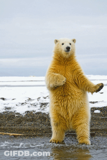 A Polar Bear Standing On Its Hind Legs On A Beach GIF