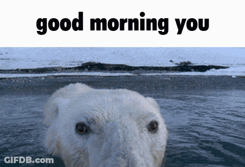 A Polar Bear Swimming In The Water With The Words Good Morning You Below It GIF