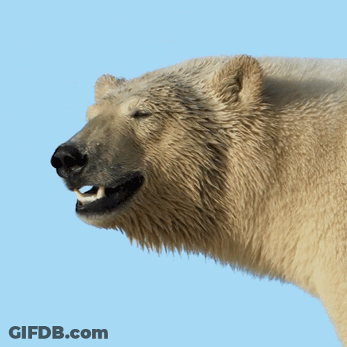 A Polar Bear With Its Mouth Open And Teeth Showing GIF