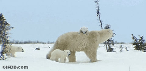 A Polar Bear With Two Cubs On Its Back GIF