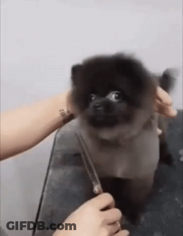 A Pomeranian Dog Is Being Groomed By A Person . GIF