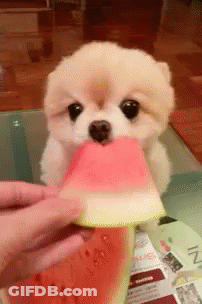 A Pomeranian Dog Is Eating A Slice Of Watermelon GIF