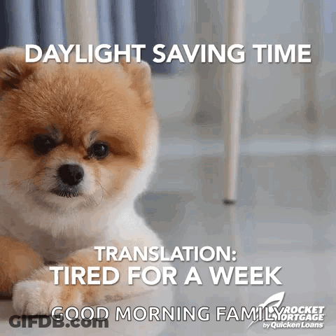 A Pomeranian Dog Is Laying Down On The Floor With The Caption Daylight Saving Time Translation Tired For A Week Good Mor GIF