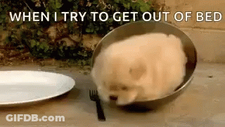 A Pomeranian Dog Is Laying In A Bowl Next To A Plate And Fork . GIF