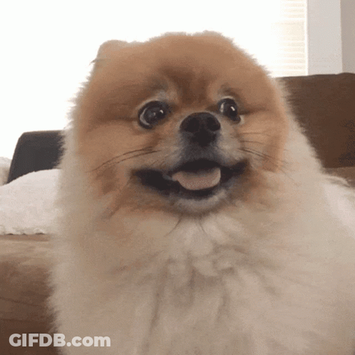 A Pomeranian Dog Is Sitting On A Couch And Smiling GIF