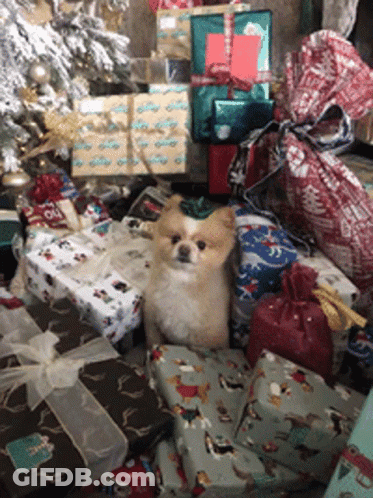 A Pomeranian Dog Is Sitting On A Pile Of Christmas Presents GIF