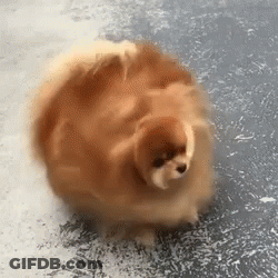 A Pomeranian Dog Is Standing On A Concrete Floor . GIF