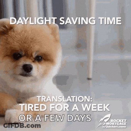 A Pomeranian Dog Laying On The Floor With The Words Daylight Saving Time Translated Tired For A Week Or A Few Days GIF