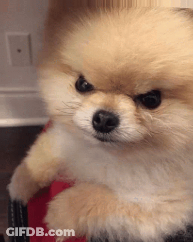 A Pomeranian Dog With A Very Angry Look On Its Face GIF