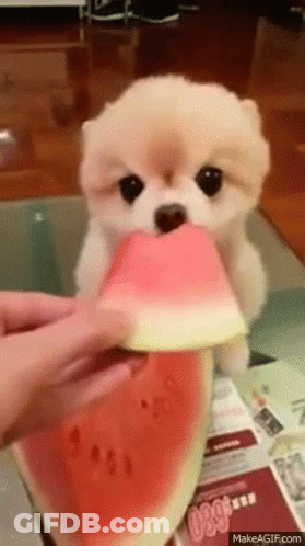 A Pomeranian Puppy Is Eating A Slice Of Watermelon On A Table . GIF
