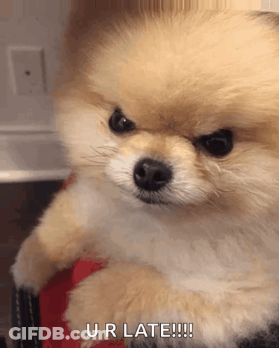 Pomeranian Puppy Sitting On Lap Says Ur Late GIF