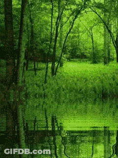 A Pond In The Middle Of A Forest With Trees Reflected In The Water . GIF