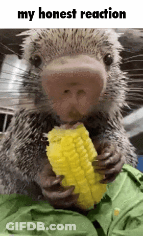 A Porcupine Is Eating A Piece Of Corn On The Cob With The Caption My Honest Reaction GIF